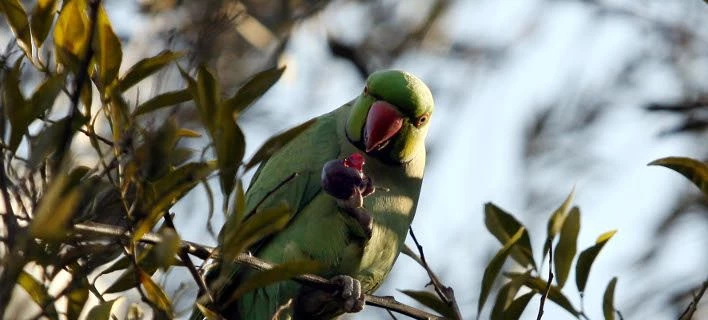 Εισβολή… παπαγάλων στα πάρκα της Αθήνας -Οι ορνιθολόγοι αναζητούν γιατί αυξήθηκαν